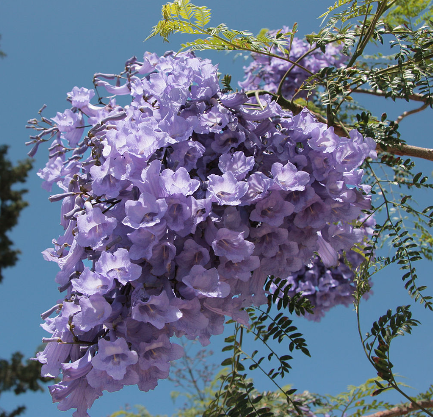 Jacaranda Flower Remedy