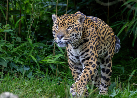 Jaguar Flower Essence Vibrational Remedy