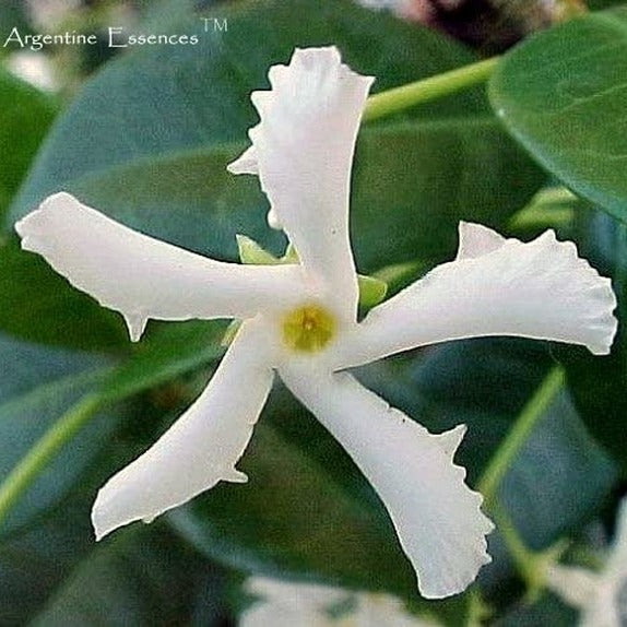 Star Jasmine Flower Remedy