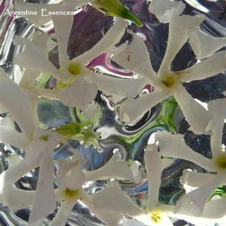 Star Jasmine Flower Remedy