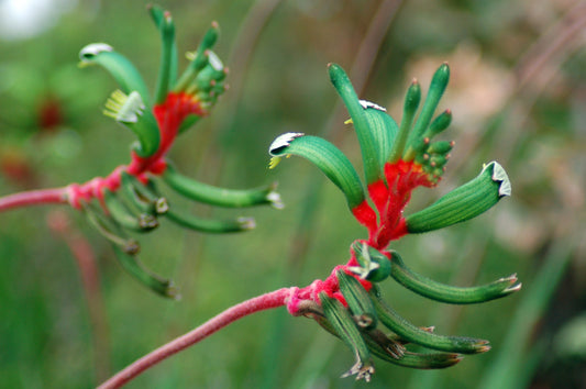 Kangaroo Paw - Flower Essence