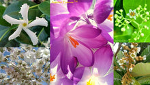 Load image into Gallery viewer, And Breathe Flower Blend

