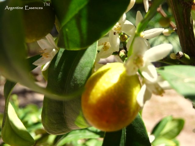 Kumquat Flower Remedy