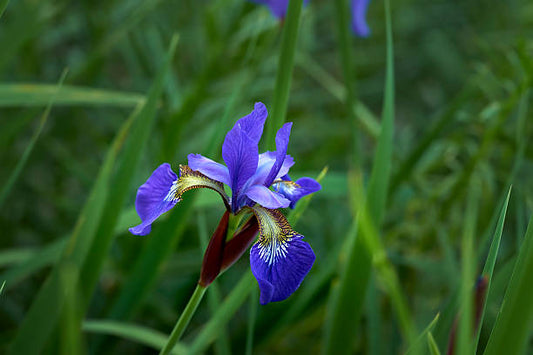 Lilac & Yellow Iris Flower Essence Remedy