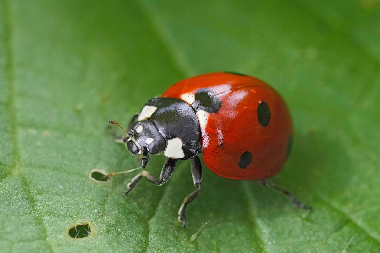 Lady Bug Essence Vibrational Remedy