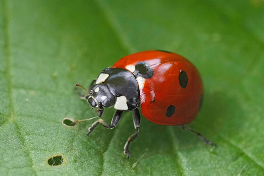 Lady Bug Essence Vibrational Remedy