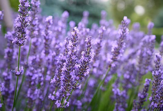 Lavender Flower Essence