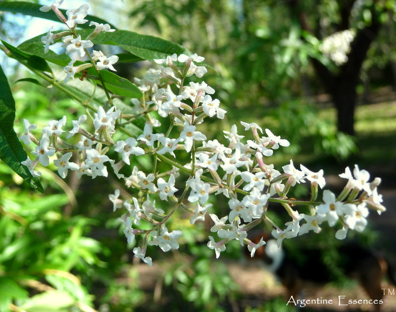 Lemon Verbena Flower Remedy