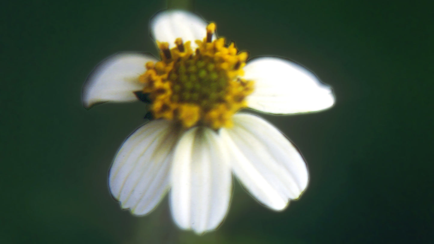 Leucantha Flower Reemdy