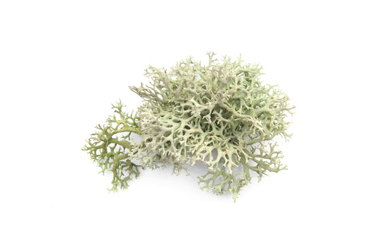 Lichen Flower Essence