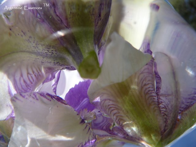 Lilac & White Iris Flower Remedy