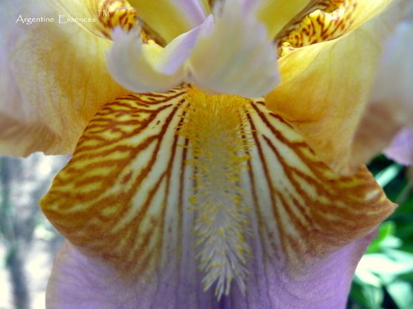 Lilac & Yellow Iris Flower Essence Remedy