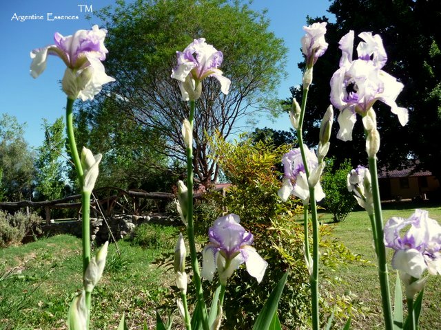 Lilac & White Iris Flower Essence