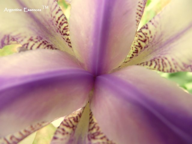 Lilac & White Iris Flower Remedy