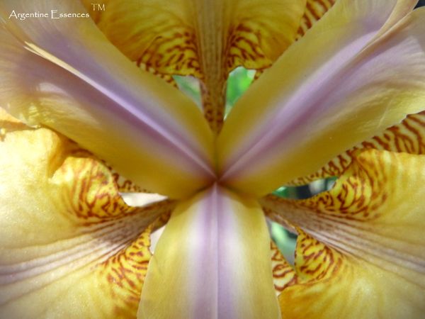 Lilac & Yellow Iris Flower Essence Remedy