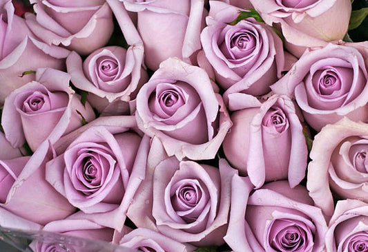Lilac Rose Flower Essence