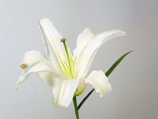 Darling Lily Flower Essence