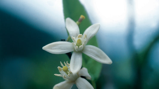 Limão (Lemon) Flower Essence from Brazil
