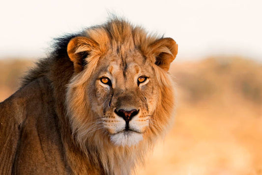 Lion Animal Vibrational Remedy