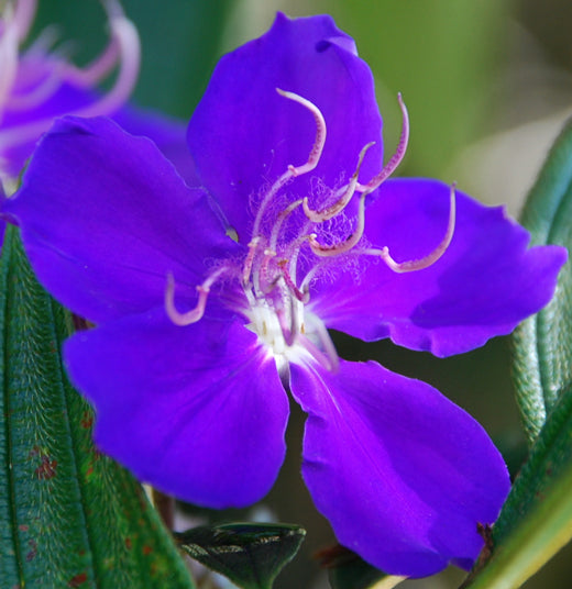 Lisiandra Flower Remedy from Brazil