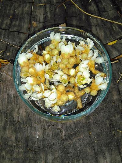 Loquat Flower Essence