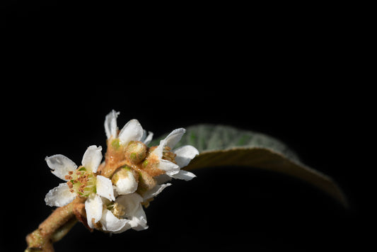 Loquat Flower Essence