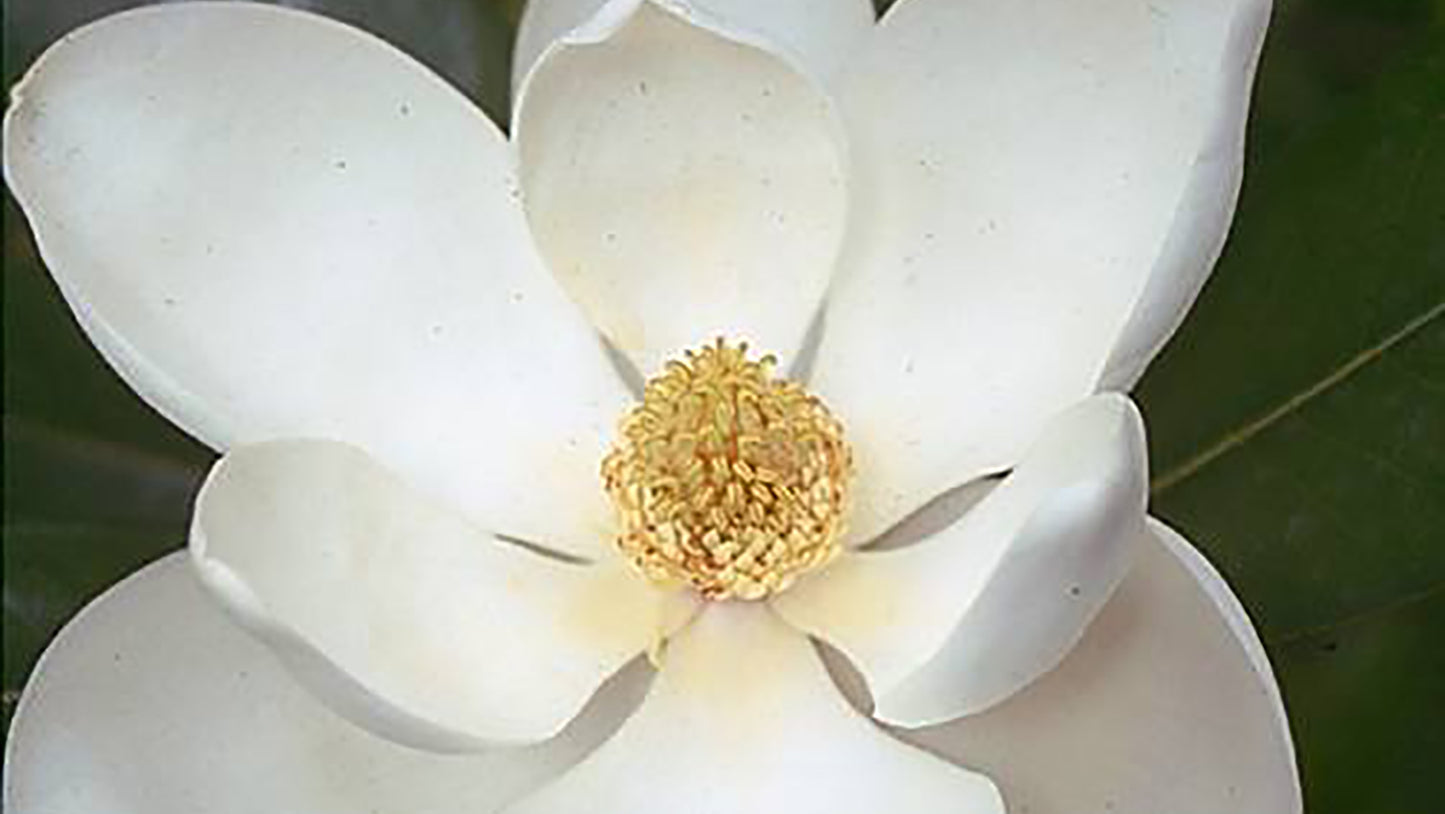 Lotus Magnolia Flower Essence from Brazil