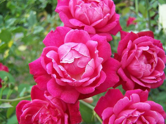 Louis Philippe, Antique Rose remedy
