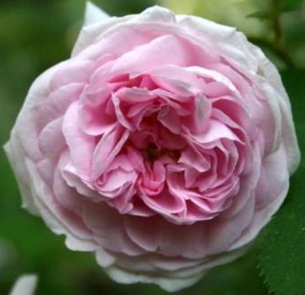 Madame Louis Levique Antique Rose Remedy