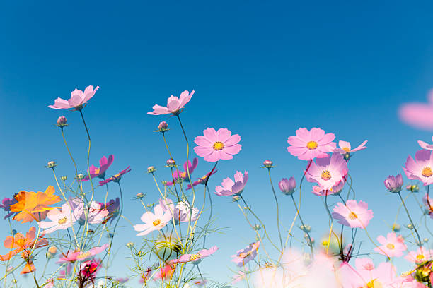 Magenta Cosmos Flower Essence