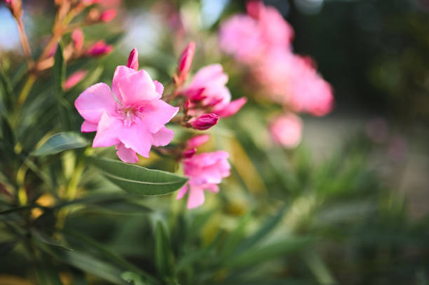Magenta Oleander Flower Remedy