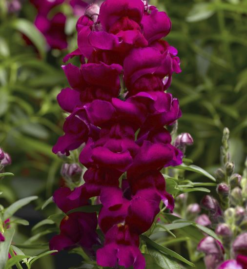 Magenta Snapdragon Flower Essence