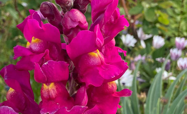 Magenta Snapdragon Flower Essence