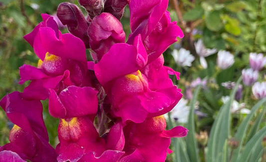 Magenta Snapdragon Flower Essence