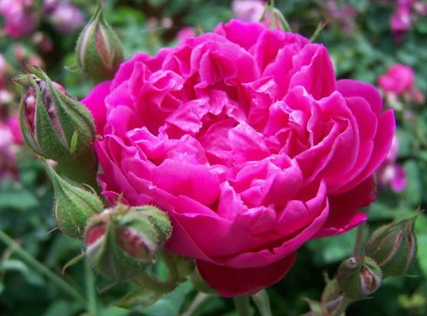 Maggie Flower Antique Rose Remedy