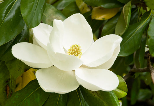 Magnolia Flower Essence