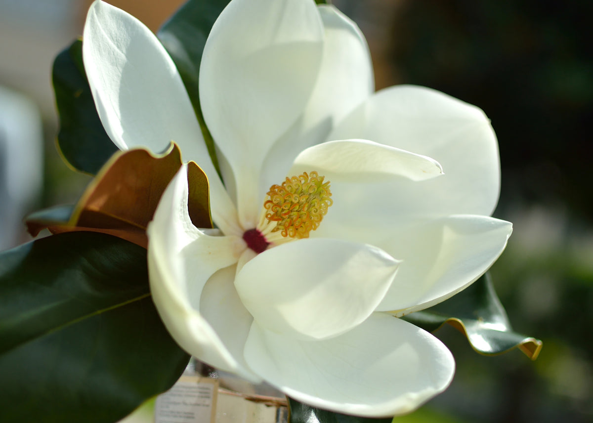Magnolia, Grandiflora Flora Petit Fleur