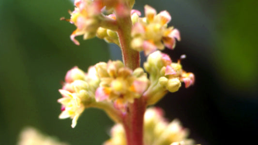 Mangifera Flower Remedy
