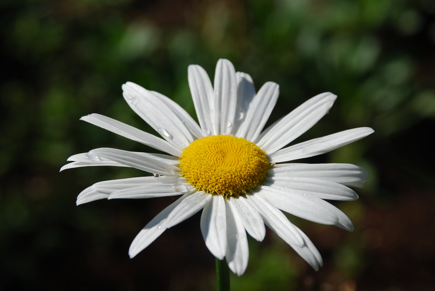 Margarida de St Germain Flower essence