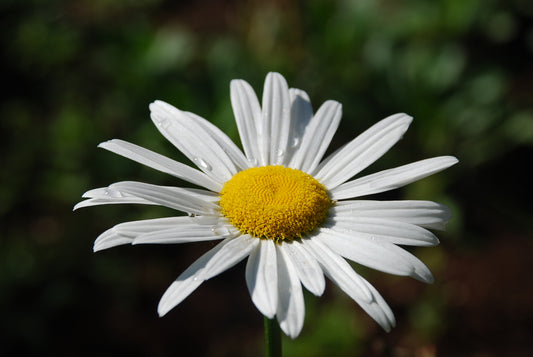 Margarida de St Germain Flower essence