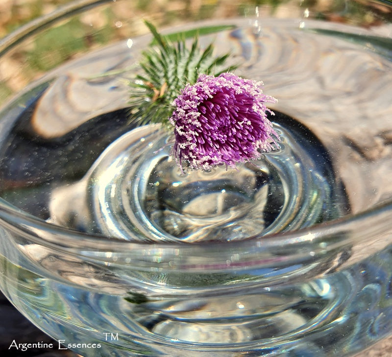 Milk Thistle Flower Essence