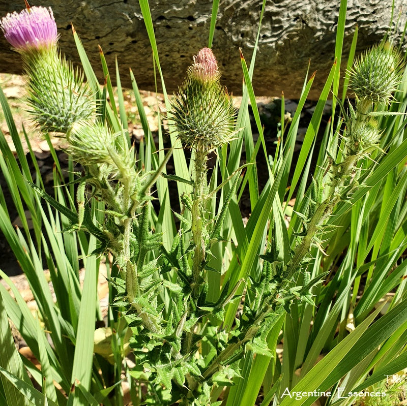 Milk Thistle Flower Essence
