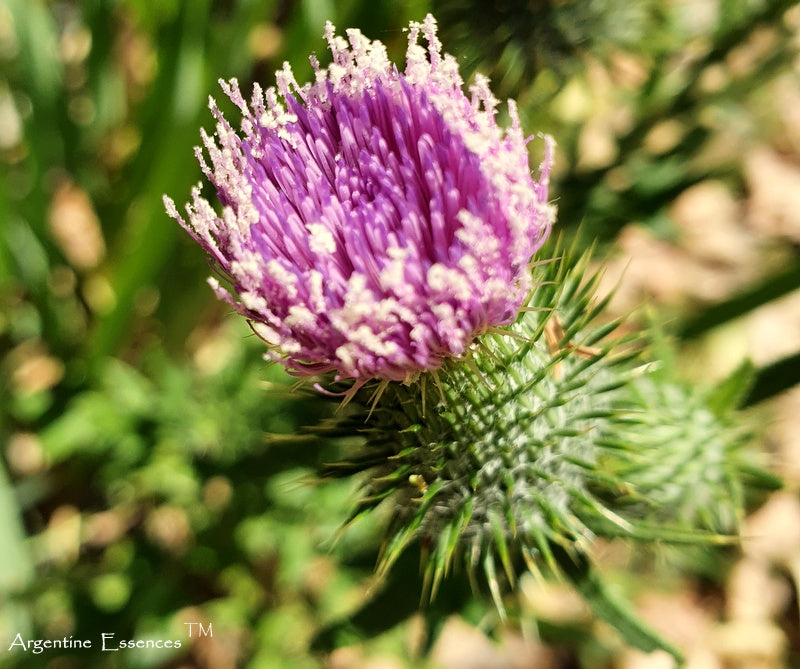 Milk Thistle Flower Essence
