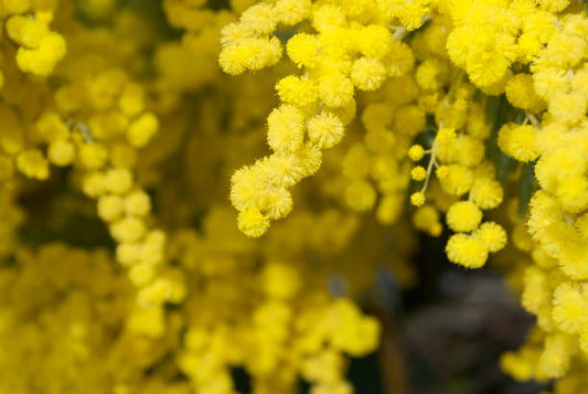 Mimosa Flower Remedy by Argentine Essences