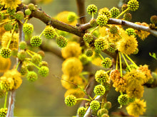 Load image into Gallery viewer, Mimosa Flower Remedy by Argentine Essences
