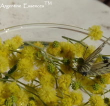 Load image into Gallery viewer, Mimosa Flower Remedy by Argentine Essences
