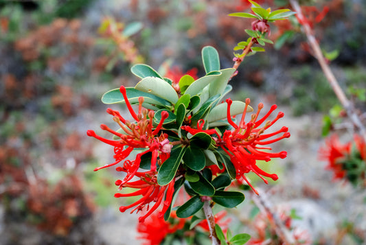 Red Mistletoe Flower Essence