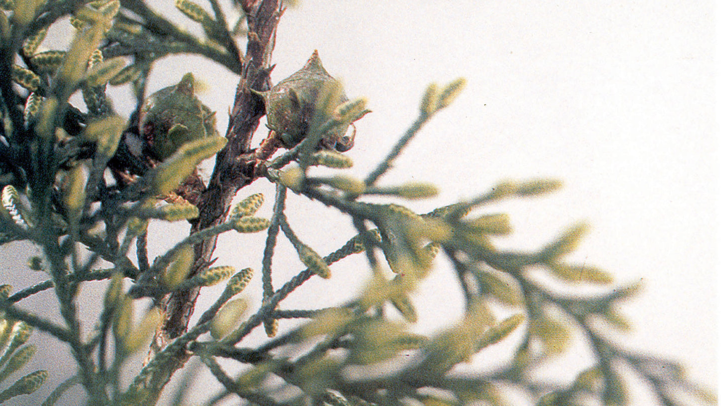 Monterey (Cypress) Flower Remedy