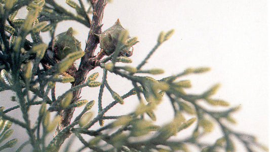 Monterey (Cypress) Flower Essence