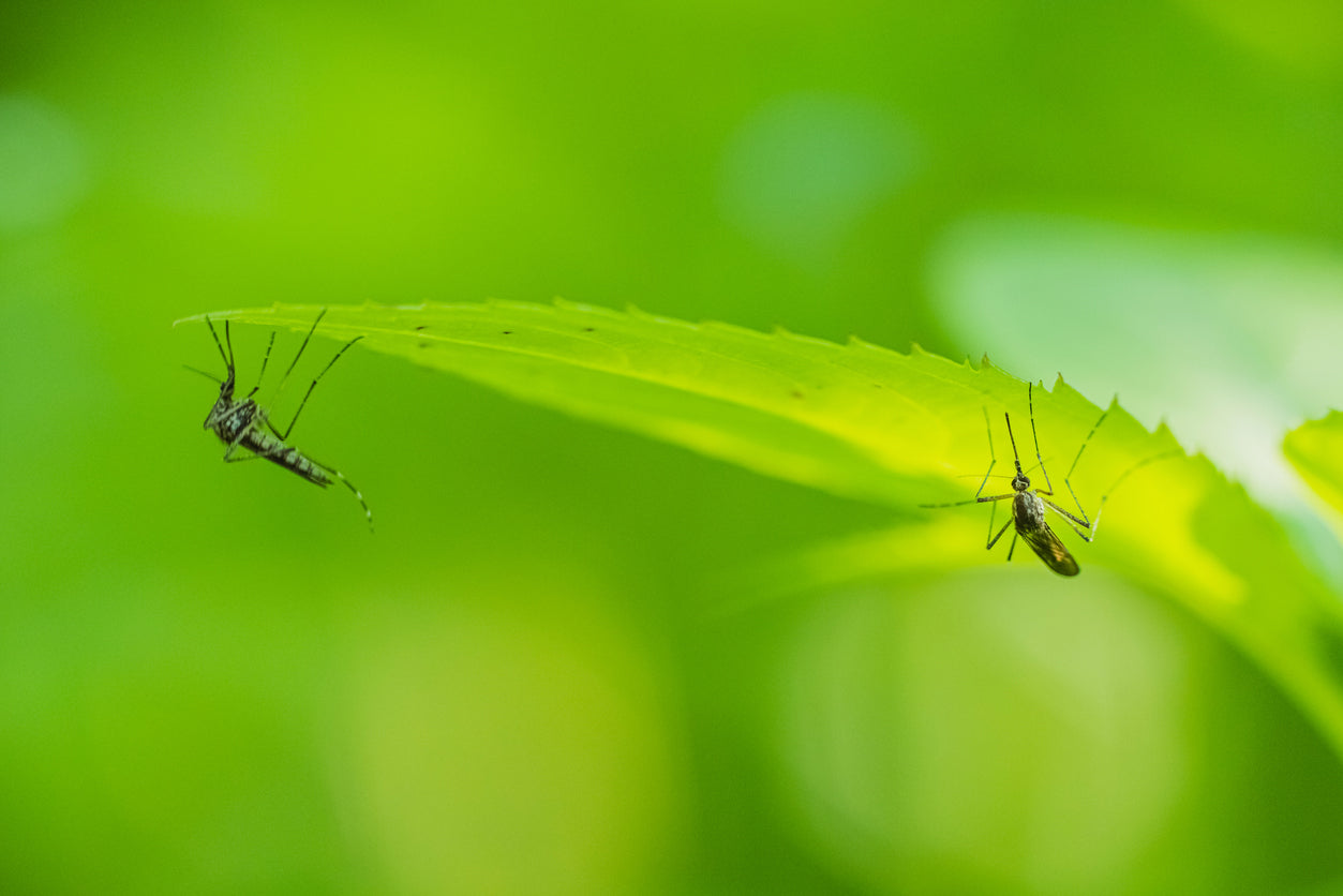 Mosquito Essence